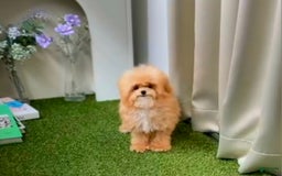 Maltipoo dogs for sale: Teo - Image 2