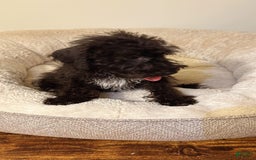 Schnoodle dogs for sale: Ollie - Image 2