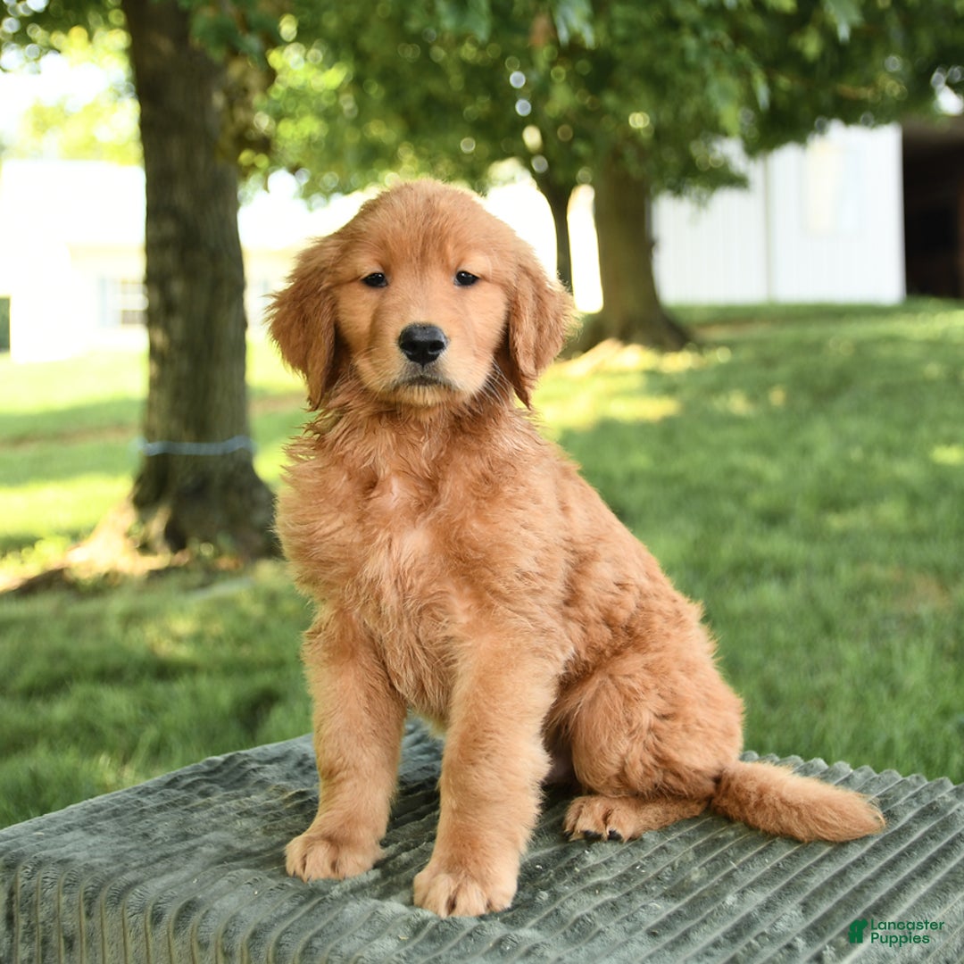 Golden Retriever dogs for sale: Cooper - Listing for pets: Caroline, Chiffon, Clayton, Charlotte, Canyon, Crissa, Crew, Cooper - Image 2