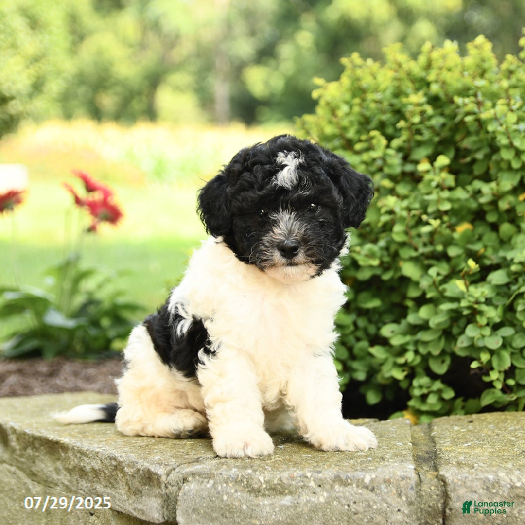 Havapoo dogs for sale: Loyal - Image 1
