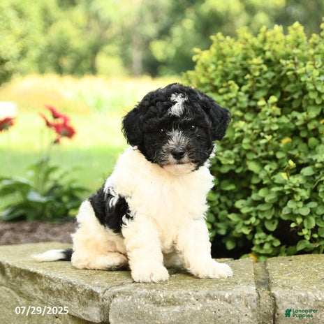 Havapoo dogs for sale - Ad 2