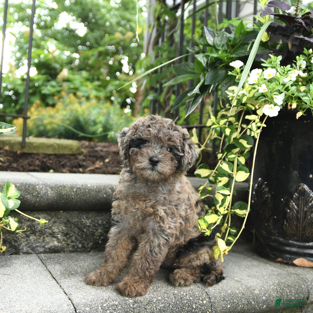 Cavapoo dogs for sale: Reese - Image 4