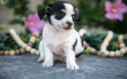 Chihuahua dogs for sale: Tally - Image 2