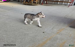 Siberian Husky dogs for sale: Reita - Image 3