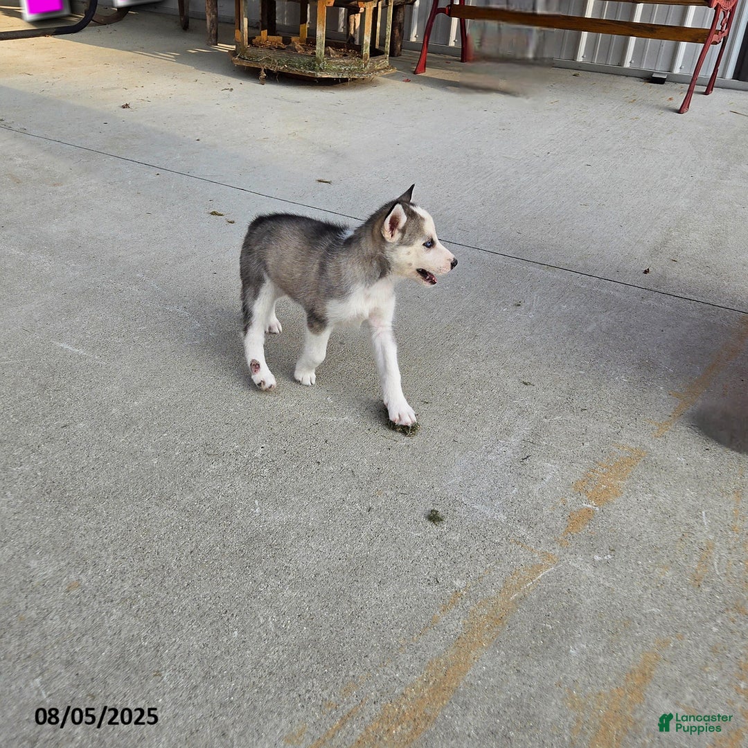 Siberian Husky dogs for sale: Reita - Image 3