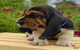 Basset Hound dogs for sale: Sadie - Image 8