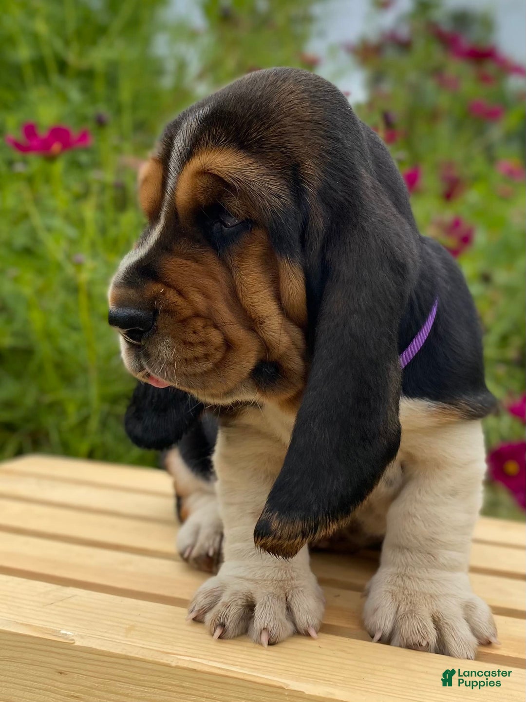 Basset Hound dogs for sale: Sadie - Image 8