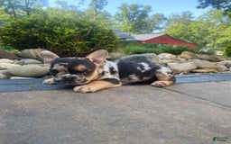 French Bulldog dogs for sale: Rocky - Image 9