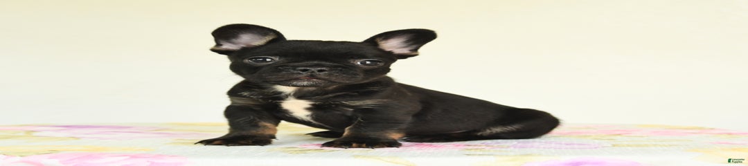 Harper