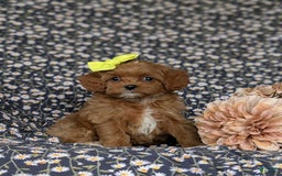 Cockapoo dogs for sale: Cassandra Hypoallergenic - Image 1