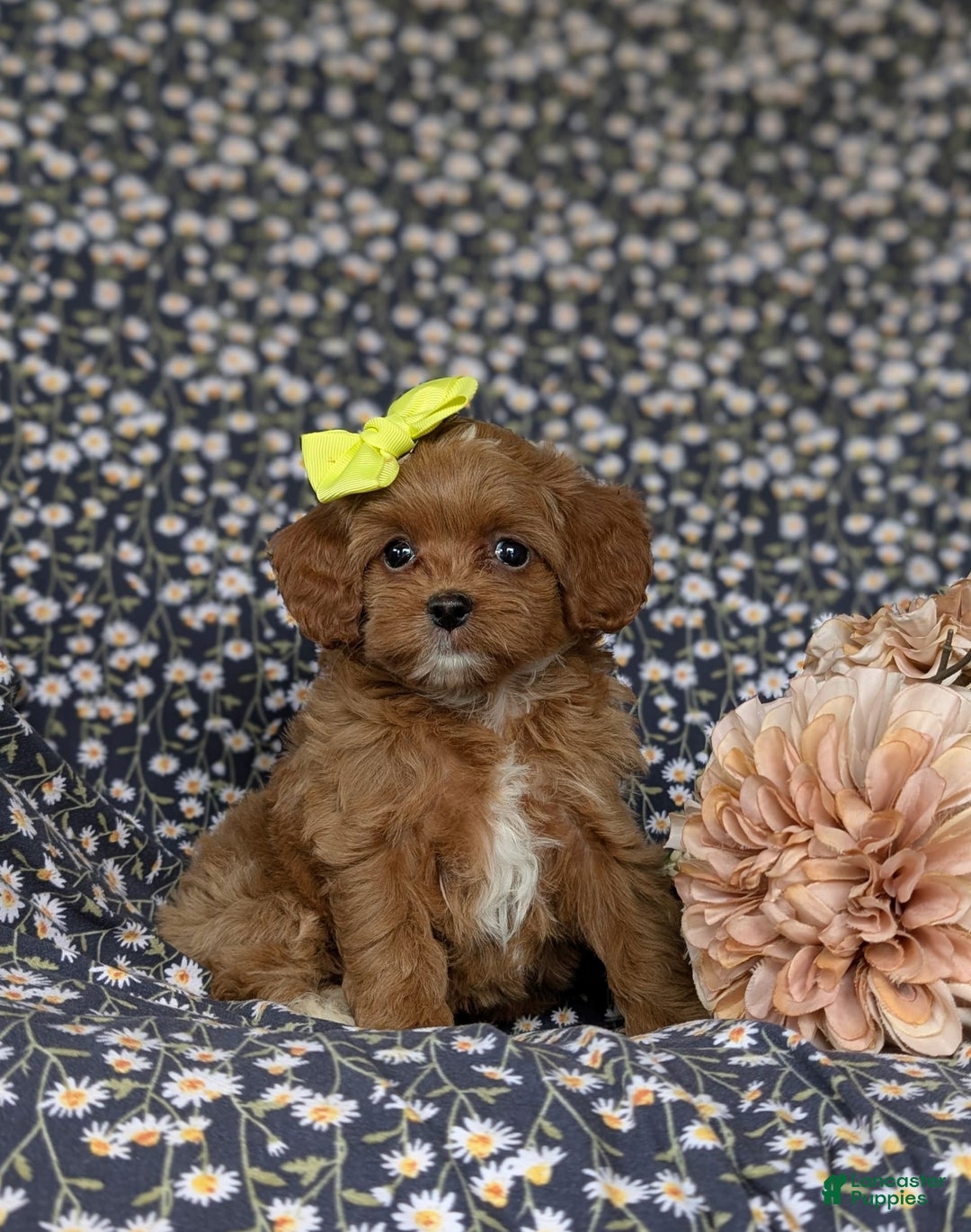 Cockapoo dogs for sale: Cassandra Hypoallergenic - Image 1