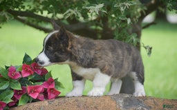 Welsh Corgi Pembroke dogs for sale: Ryan - Image 1