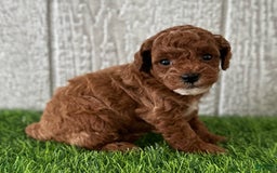 Miniature Poodle dogs for sale: Sheldon - Image 3