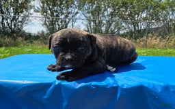 American Bulldog dogs for sale: Miss Trenchbell - Listing for pets: Miss Honey, Matilda, Miss Trenchbell, Harry - Image 3