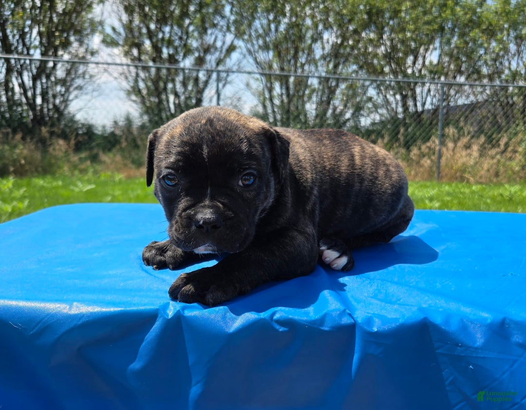 American Bulldog dogs for sale: Miss Trenchbell - Listing for pets: Miss Honey, Matilda, Miss Trenchbell, Harry - Image 3