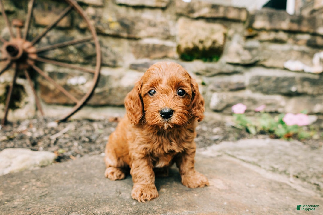 Cavapoo dogs for sale: Ruby - Image 1