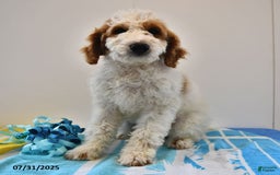Mini Goldendoodle dogs for sale: Dallas - Image 21