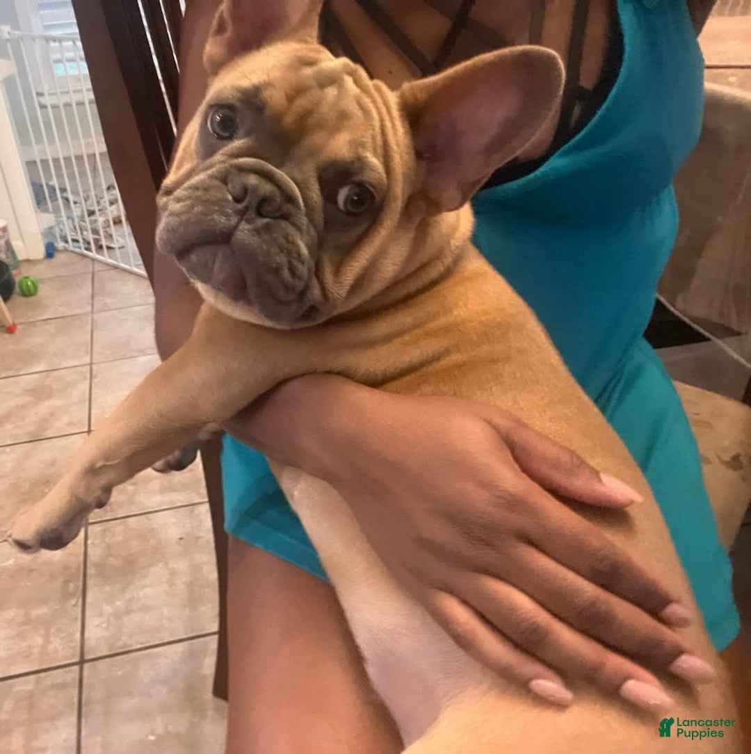 French Bulldog dogs for sale: Kobe - Image 1