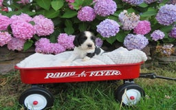 Cocker Spaniel dogs for sale: Max - Image 1