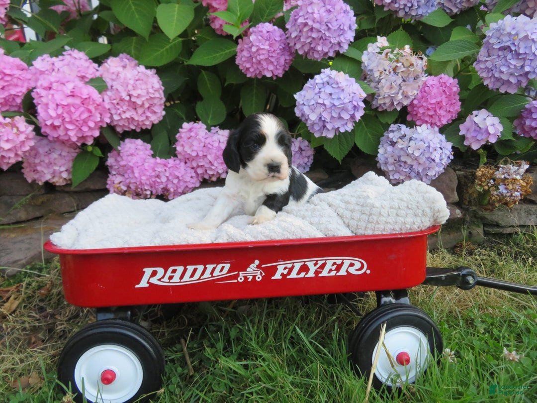 Cocker Spaniel dogs for sale: Max - Image 1