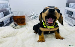 Miniature Dachshund dogs for sale: James - Image 15