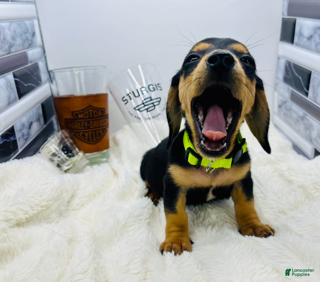 Miniature Dachshund dogs for sale: James - Image 15