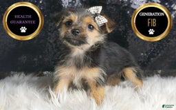 Morkie dogs for sale: Pudding - Image 4