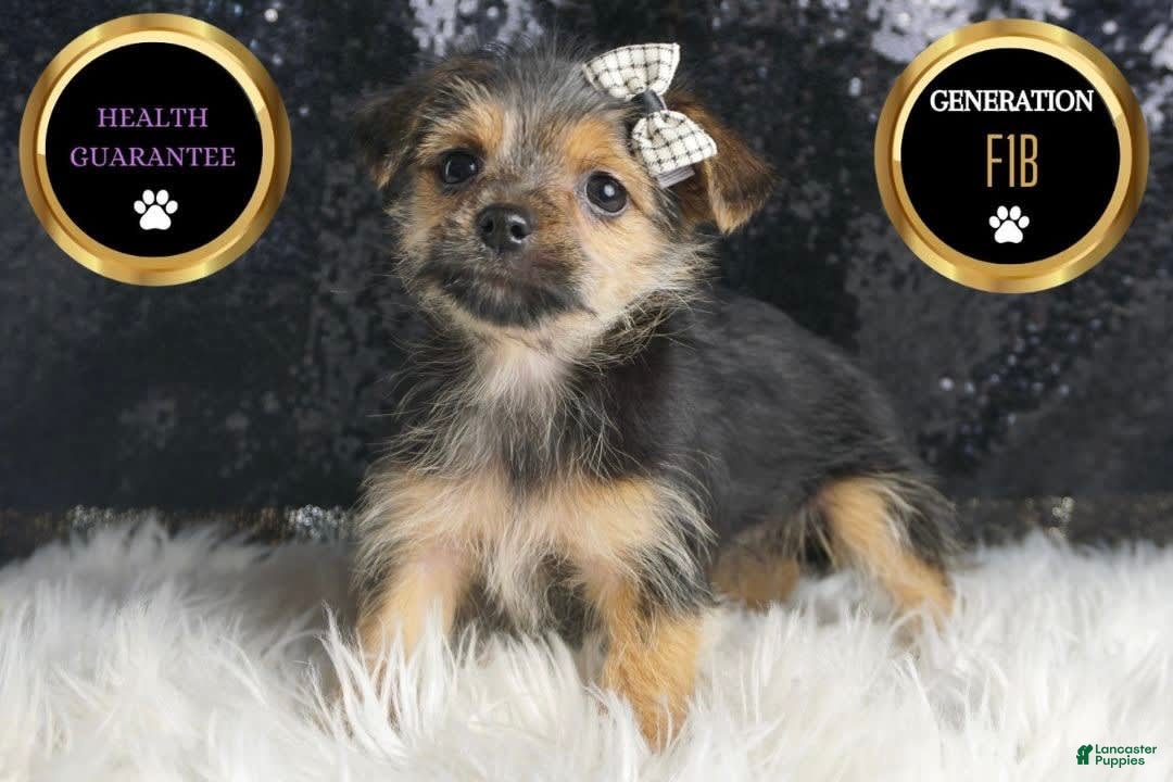 Morkie dogs for sale: Pudding - Image 4
