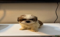 Shih Tzu dogs for sale: Shih Tzu 4 puppies - Image 12