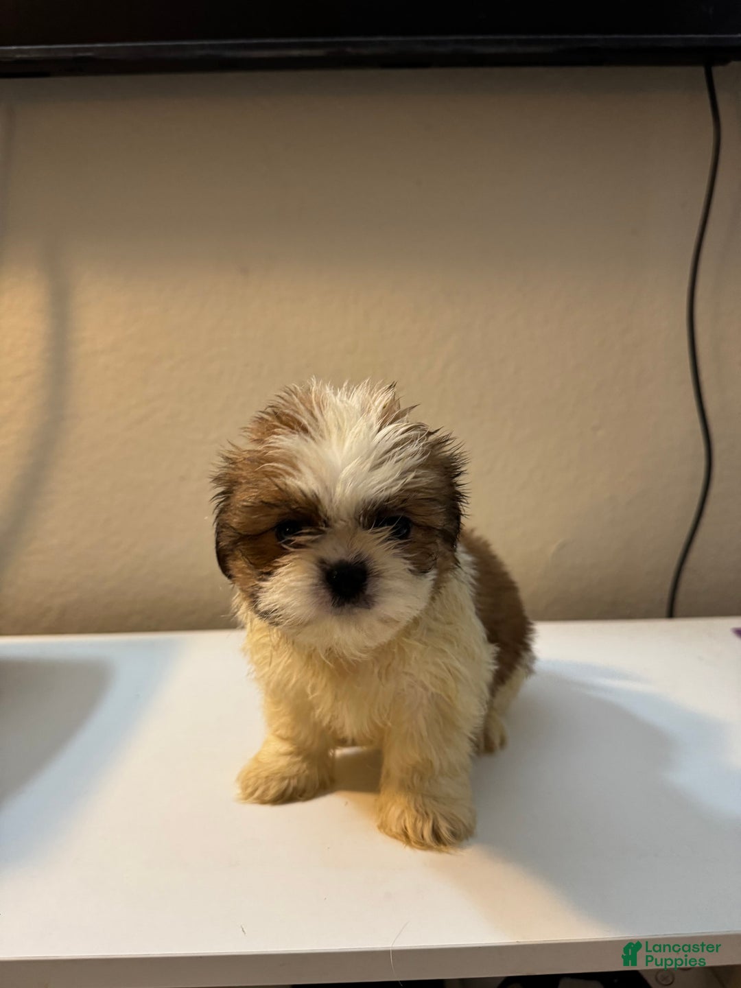 Shih Tzu dogs for sale: Shih Tzu 4 puppies - Image 12