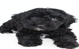 Yorkiepoo dogs for sale: Bingo - Image 6