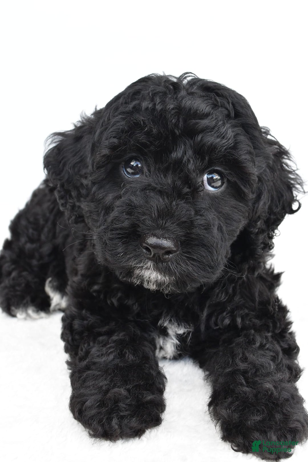Yorkiepoo dogs for sale: Bingo - Image 6