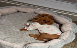 Miniature Dachshund dogs for sale: Princess - Image 2