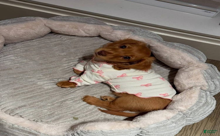 Miniature Dachshund dogs for sale - Ad 1