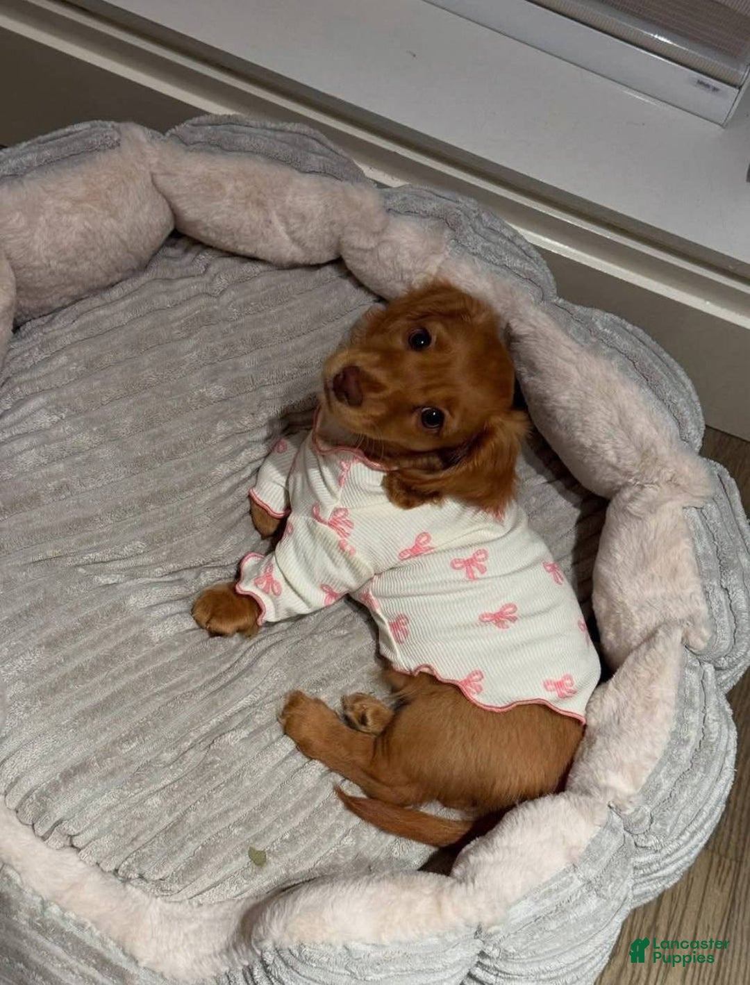 Miniature Dachshund dogs for sale: Princess - Image 2