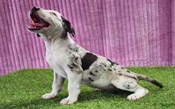 Catahoula Leopard Dog dogs for sale: Tess 2025 Female 6 - Image 5