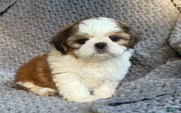Shih Tzu dogs for sale: Ollie - Image 4