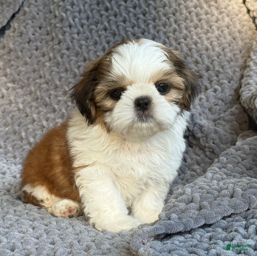 Shih Tzu dogs for sale: Ollie - Image 4
