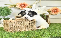 Papillon dogs for sale: Quinn - Image 10