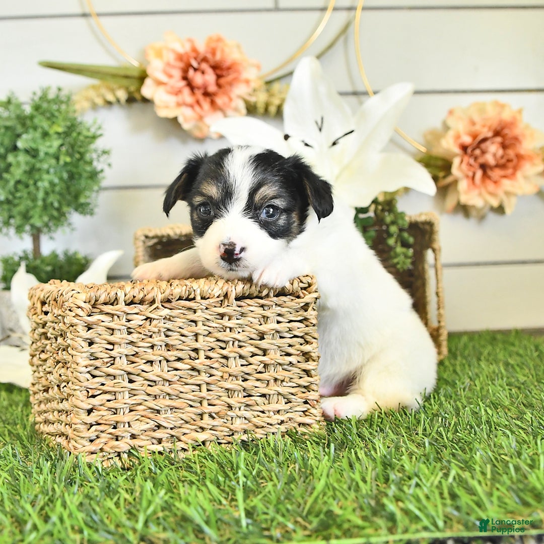 Papillon dogs for sale: Quinn - Image 10