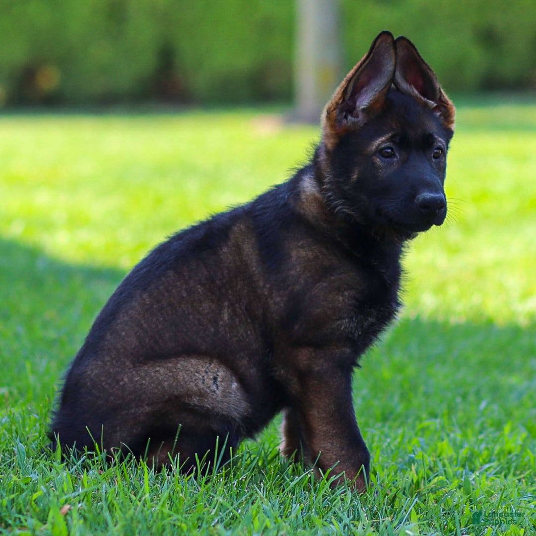 German Shepherd dogs for sale: Greta - Image 6