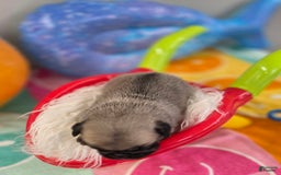 Pug dogs for sale: Lona - Image 2