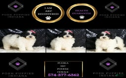 Toy Poodle dogs for sale: Puebla - Image 2