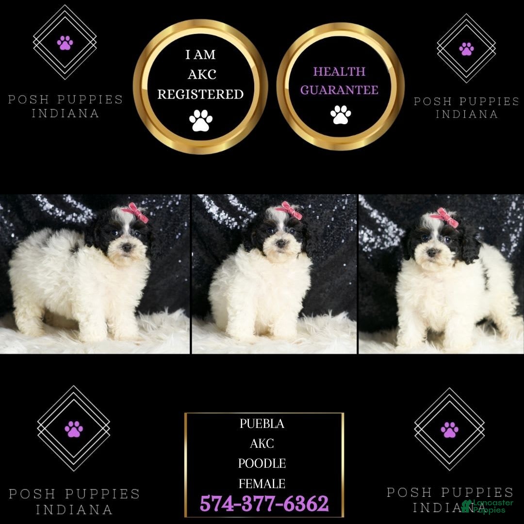 Toy Poodle dogs for sale: Puebla - Image 2