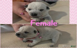 Australian Cattle Dog dogs for sale: Minnie - Image 2