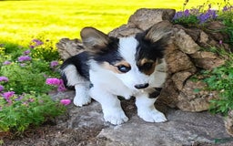 Welsh Corgi Pembroke dogs for sale: Tucker Fluffy - Image 21