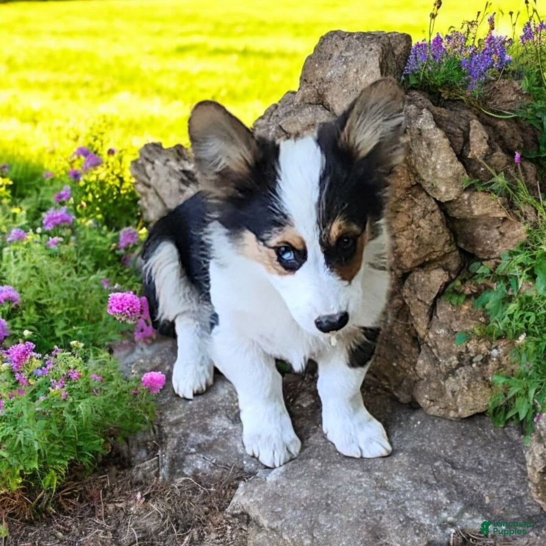 Welsh Corgi Pembroke dogs for sale: Tucker Fluffy - Image 21