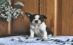 Boston Terrier dogs for sale: Heidi - Image 1