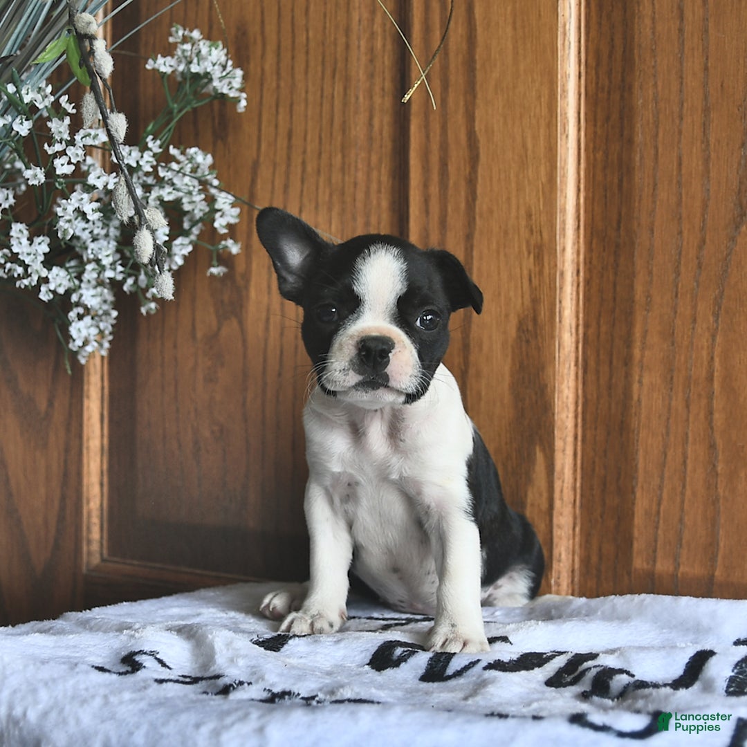 Boston Terrier dogs for sale: Heidi - Image 1