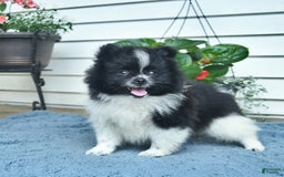 Pomeranian dogs for sale: Washington - Image 3